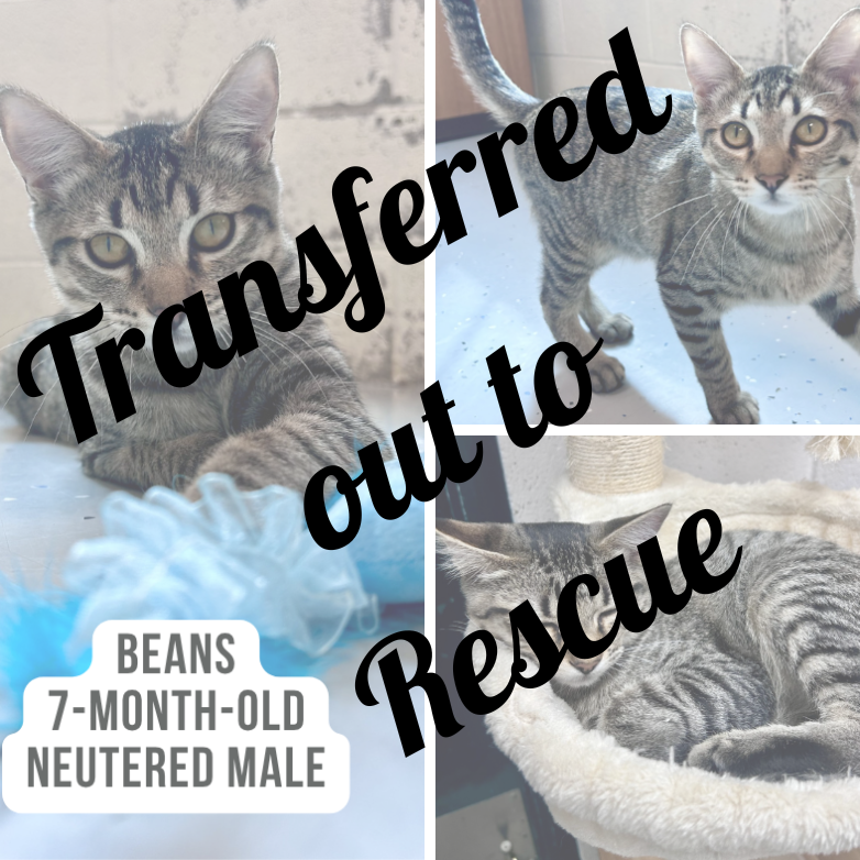 Beans - Rehoming
